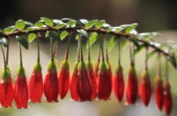 开云sport-冰与火之歌，桃田贤斗的无声纪录与印尼队的热血绝杀