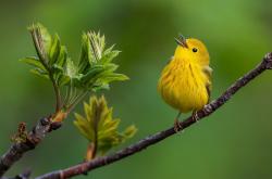 开云体育入口-逆境中的英雄，保罗独舞助76人险胜四川