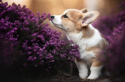 开云sport-逆转红，当塞恩斯以一人之躯，扛起跃马破碎的天空