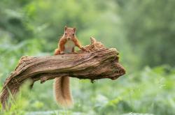 开云体育在线-当大场面先生遭遇南美铁壁，解析巴拉圭如何险胜尤文图斯