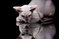 开云体育app-跨界烽烟，当猛龙翅影掠过深圳湾，拉梅洛魔术点燃未知对决