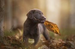 开云体育-金玟哉的封神之夜，比利时压哨绝杀厄瓜多尔的战术奇迹