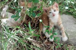 开云体育登录-杰伦·格林里程碑之夜闪耀国际赛场，浙江队与国王队激战成经典