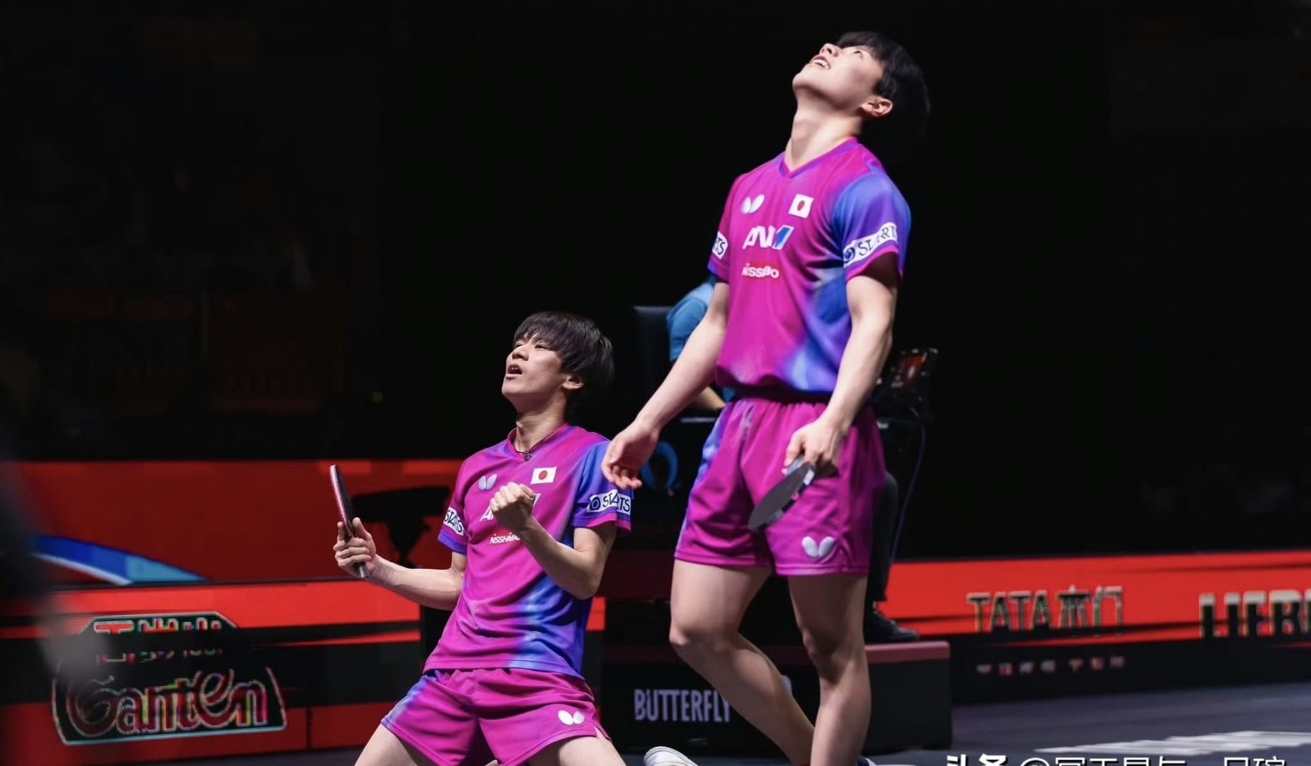 包含比利时乒乓球队血洗波兰乒乓球队，张本智和绝境逆转的词条