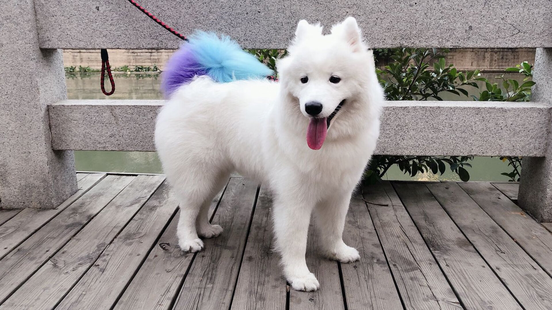 逆转之夜,当永恒之城遇见高卢雄鸡