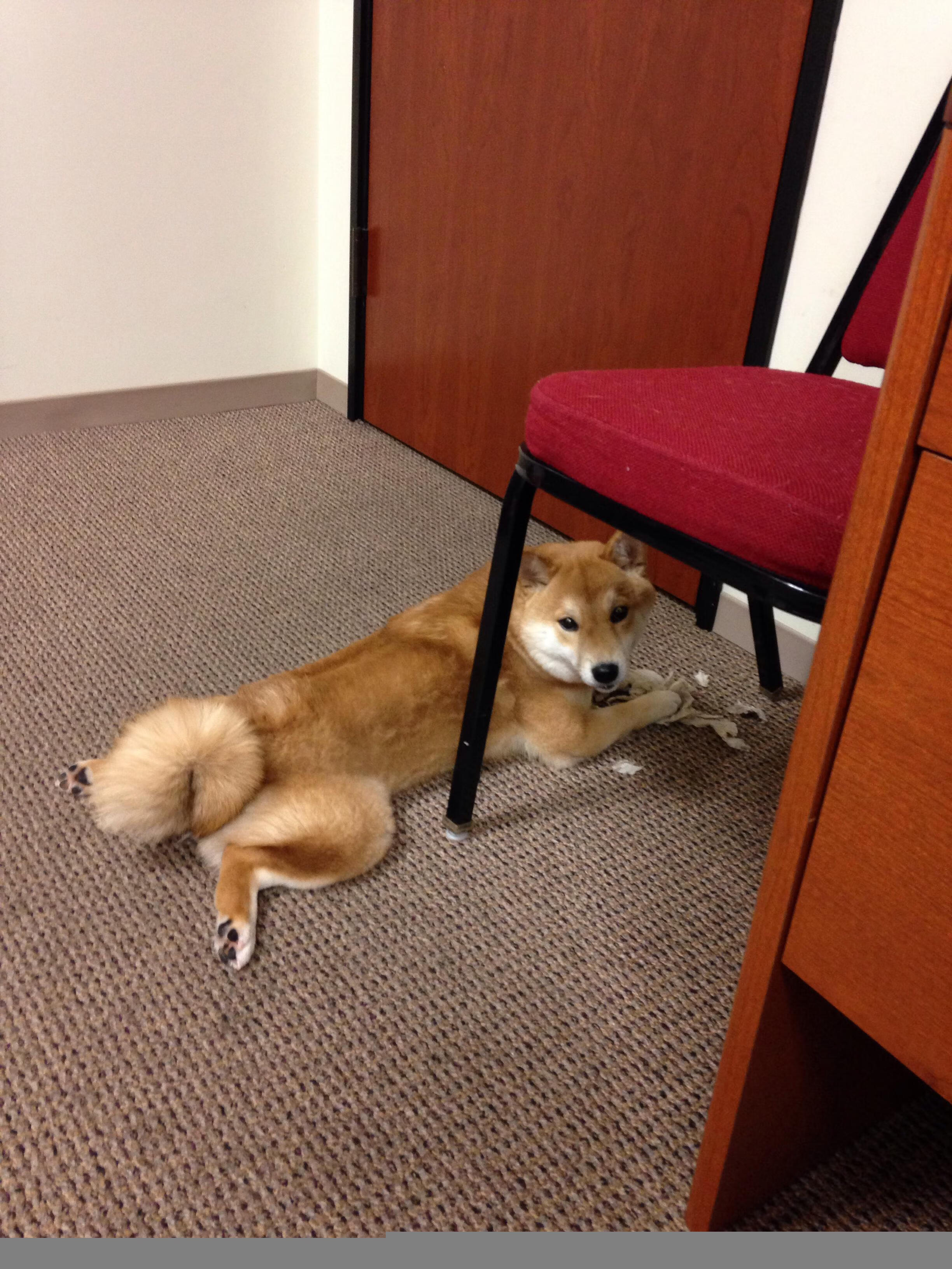 赛道上的交响乐，梅赛德斯以绝对优势超越索伯车队，汉密尔顿献上令人惊叹的驾驶艺术