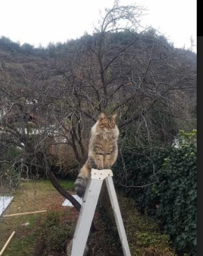 百分百先生！抢七夜浓眉用一场史诗级演出打破所有质疑