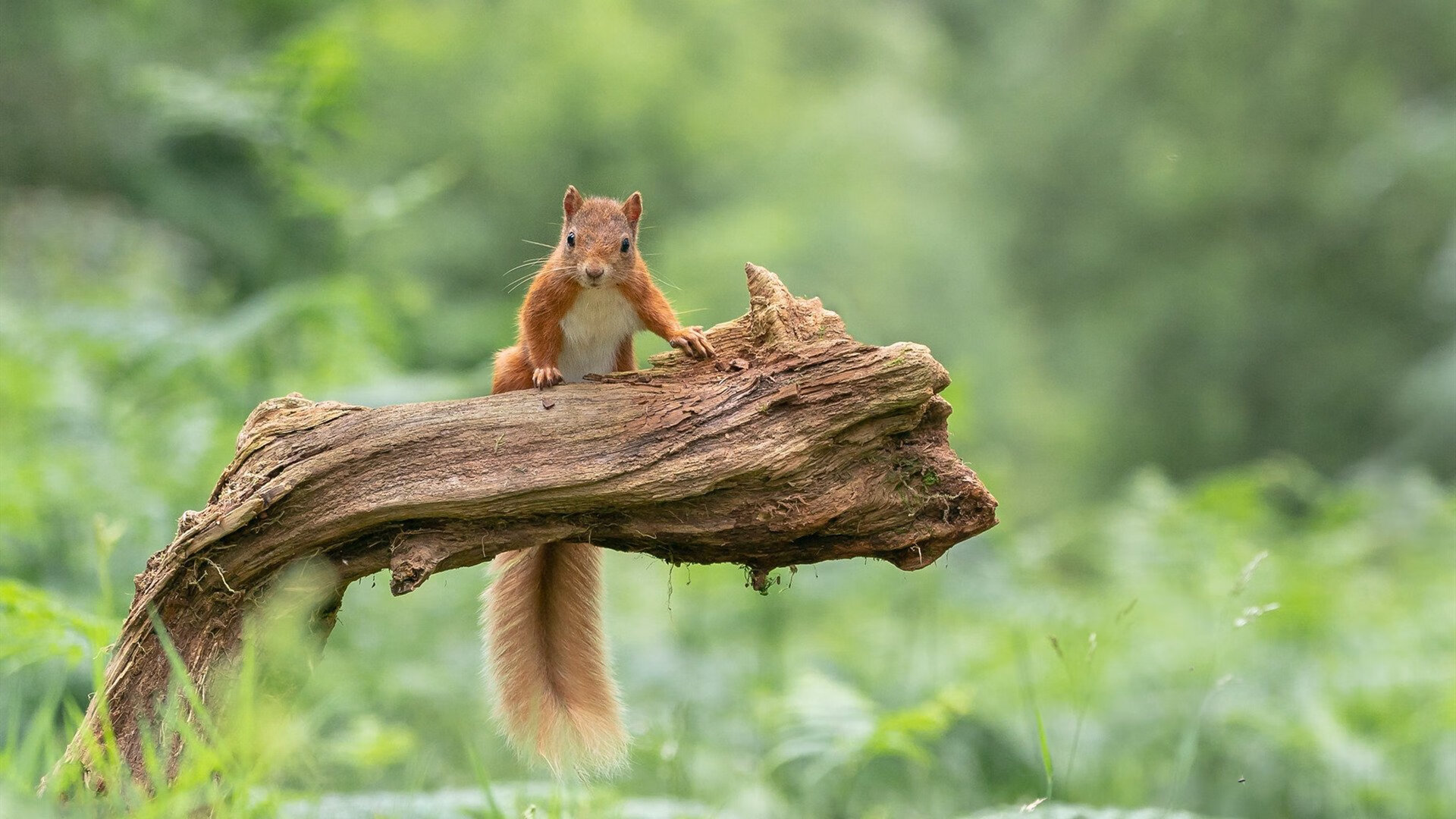 当大场面先生遭遇南美铁壁，解析巴拉圭如何险胜尤文图斯