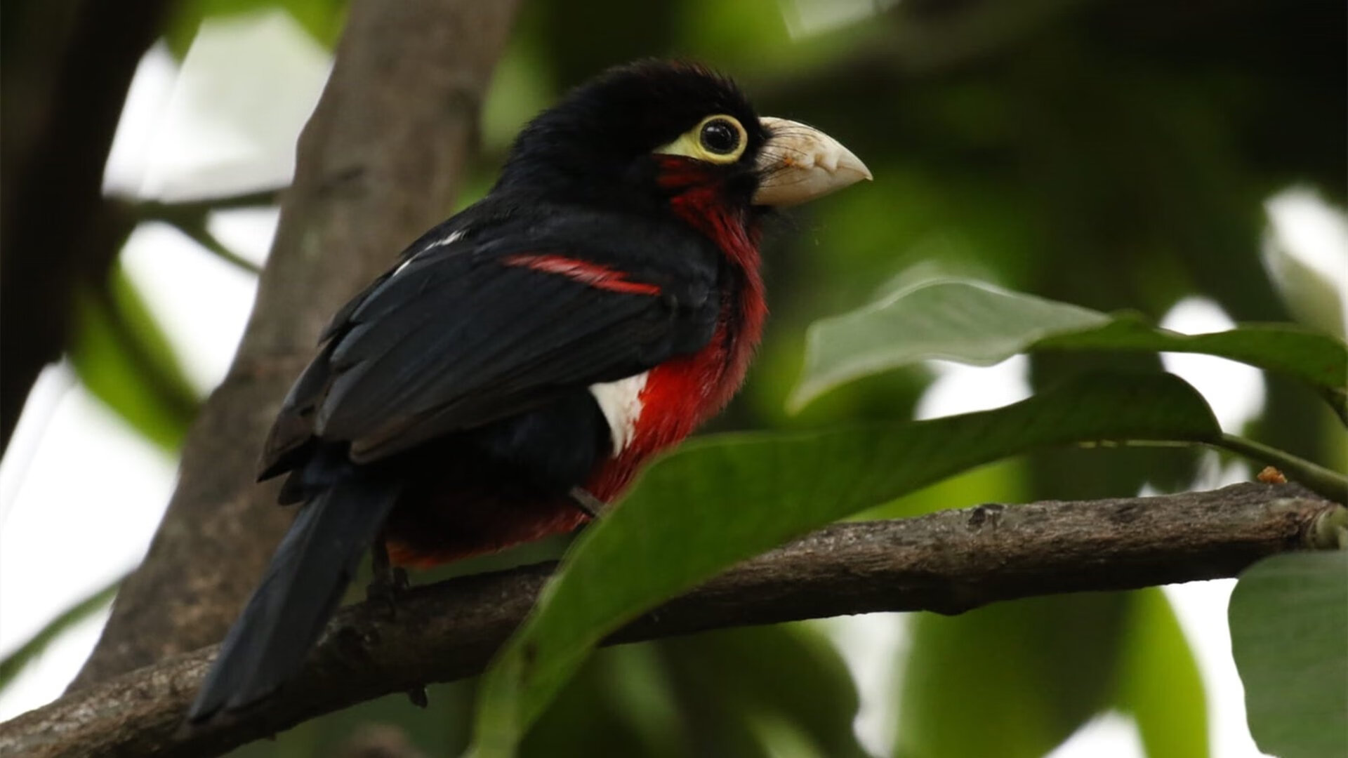 赤焰南征，阿克一箭定乾坤，毕尔巴鄂的安哥拉制霸之夜