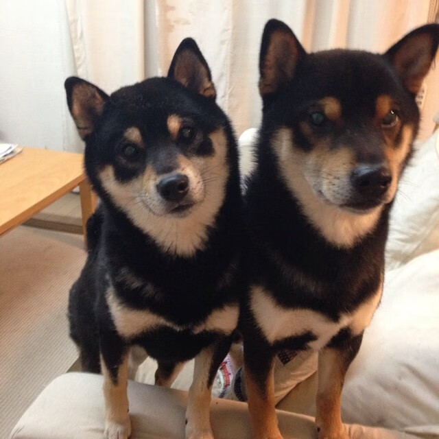 数据核爆夜，哈利伯顿用一场灰熊式绞杀给活塞上了一堂未来课