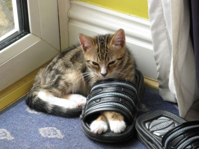 塔图姆末节狂飙定乾坤,北京队跨联盟之战逆转国王队