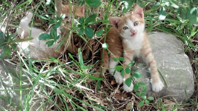 跨界传奇，尼克斯征服广东，霍勒迪欧冠封神—体育唯一性的璀璨瞬间