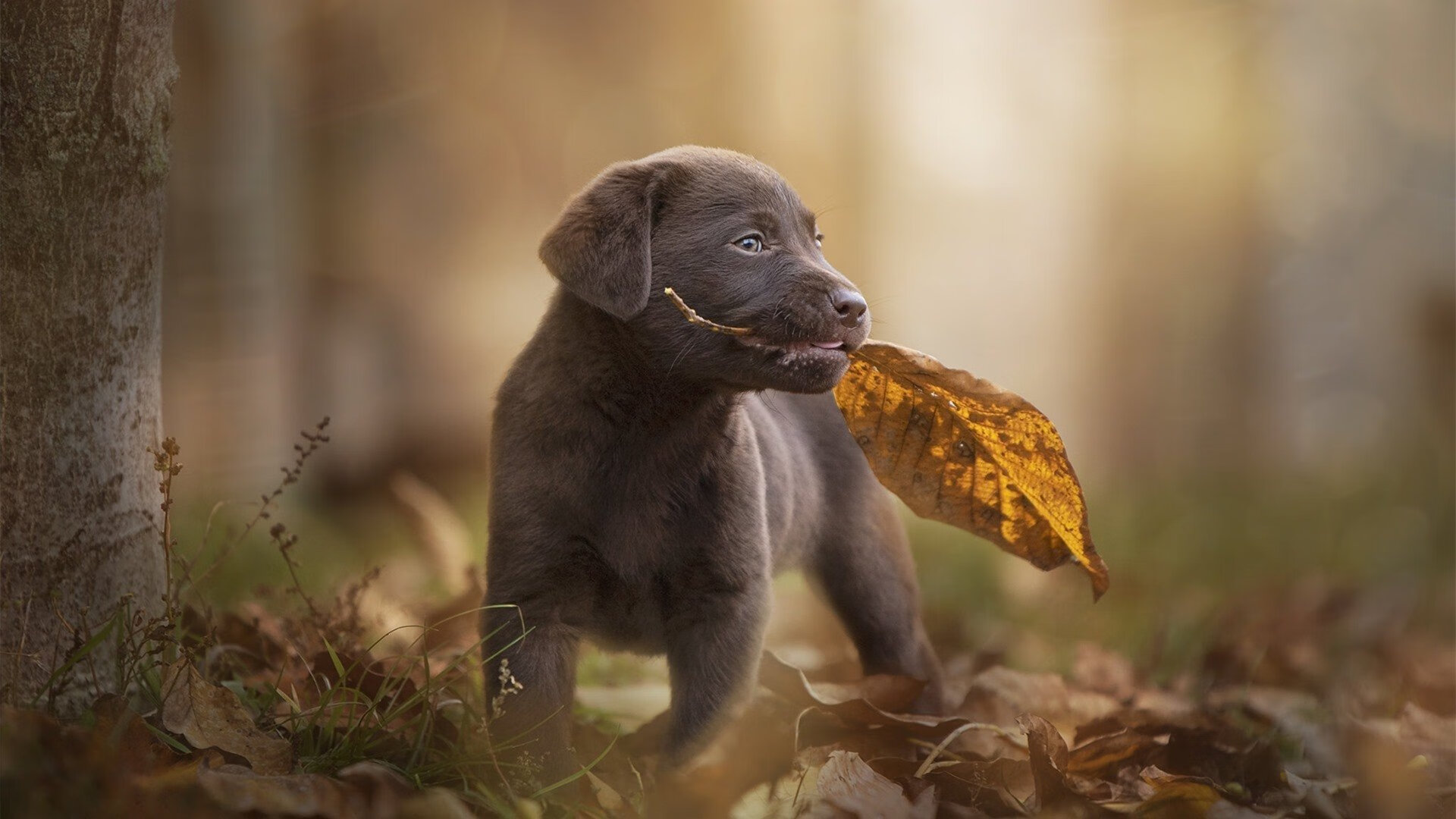 金玟哉的封神之夜，比利时压哨绝杀厄瓜多尔的战术奇迹