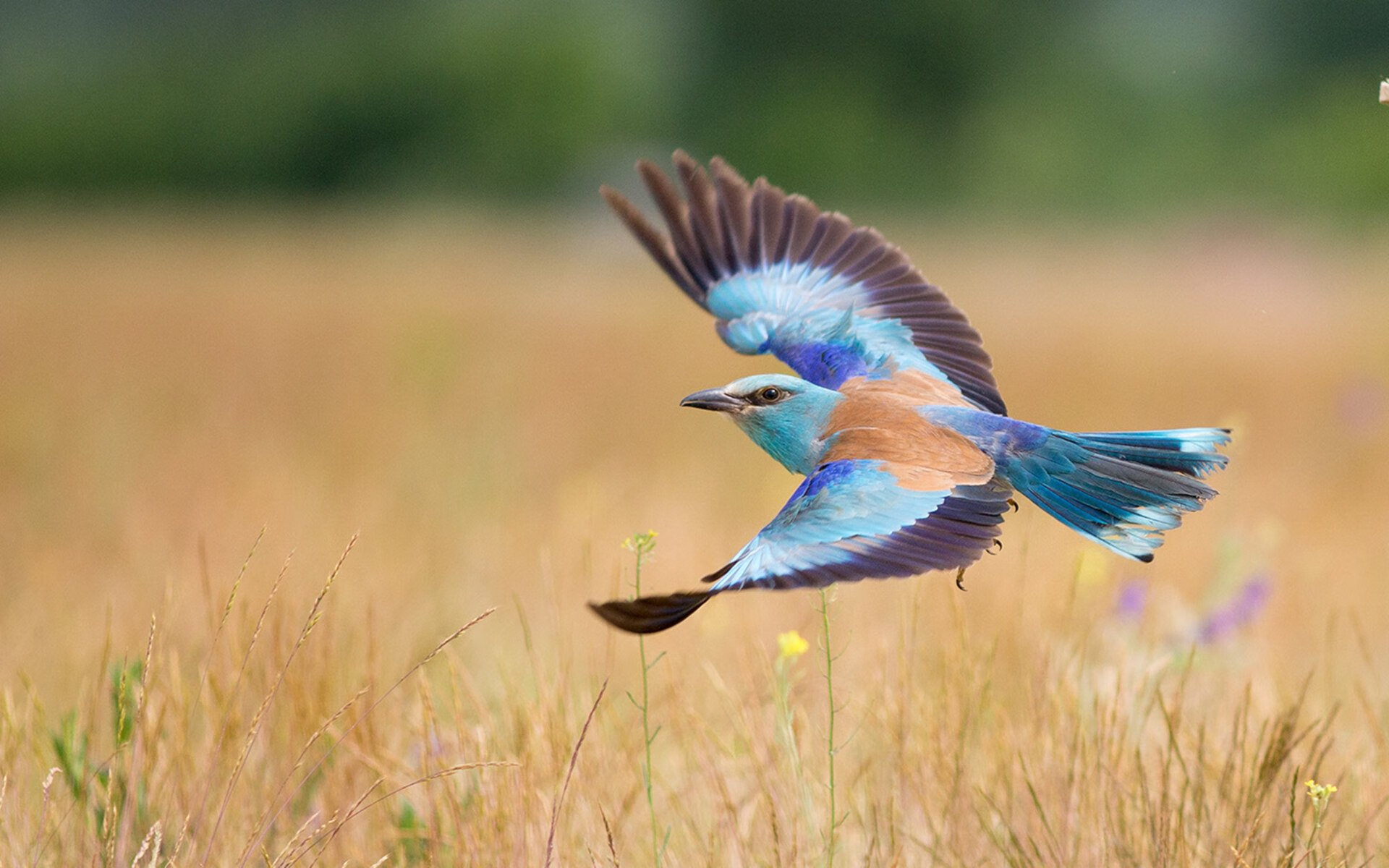 赛道如球场，当F1街道赛的轰鸣遇见莱万的大心脏