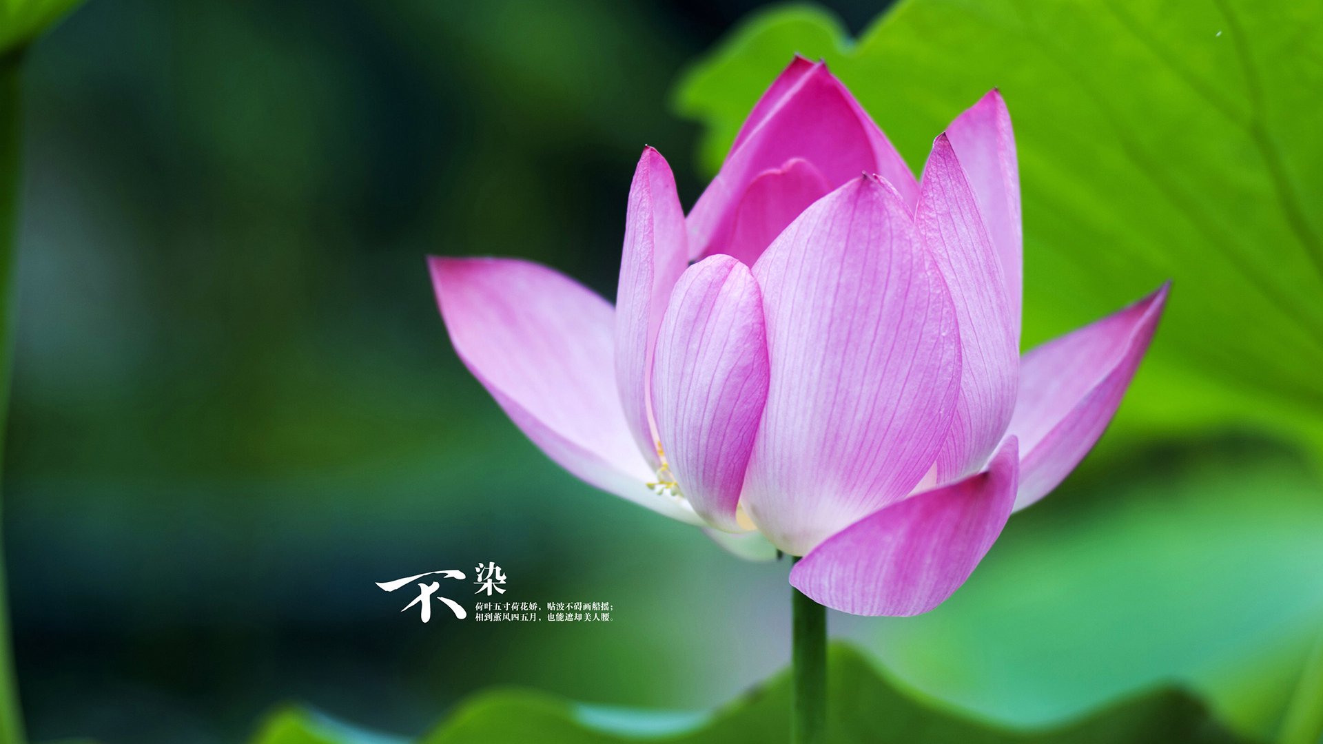 活塞终结森林狼？不，是莫兰特用节奏一票否决