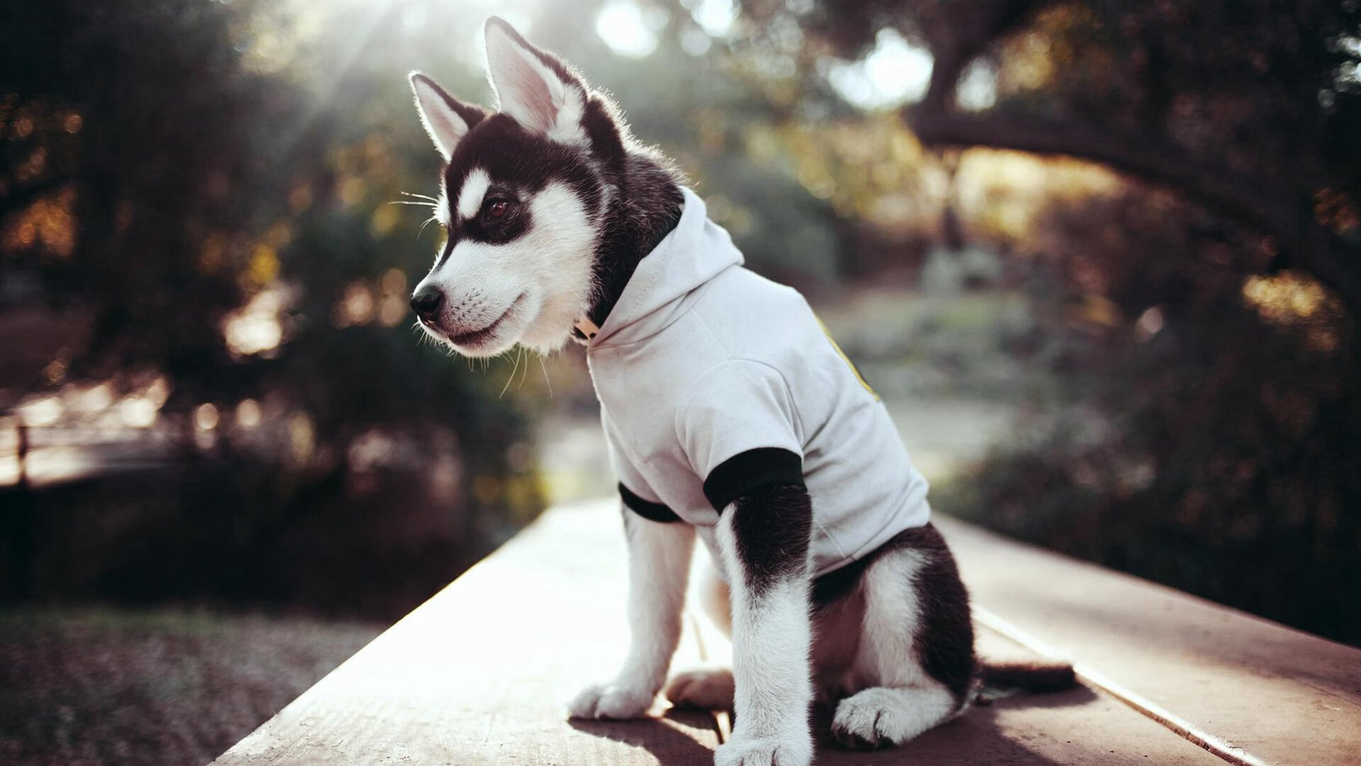 克瓦拉茨赫利亚魔幻舞步撕裂防线,威尔士的无解难题与一场0-3的冰冷答案