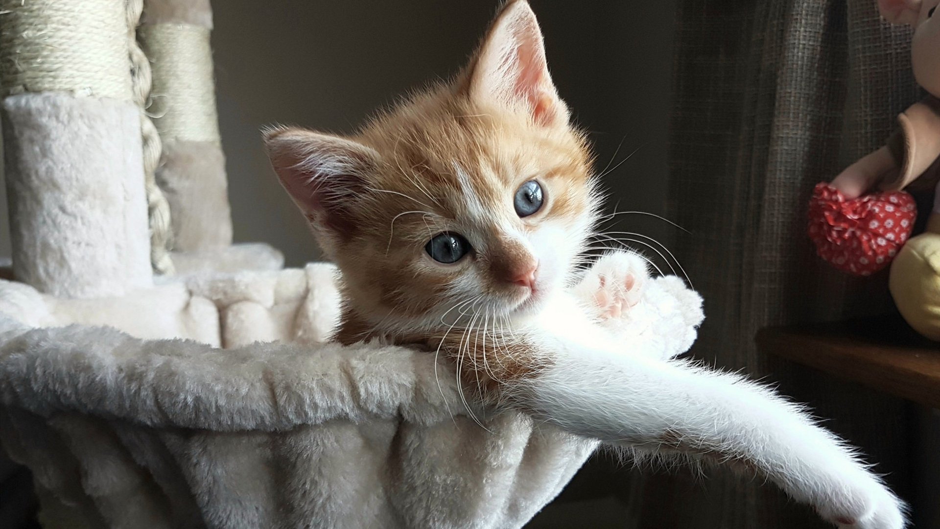 错位的剧本，当米切尔成为绿军与快船之战的唯一主角