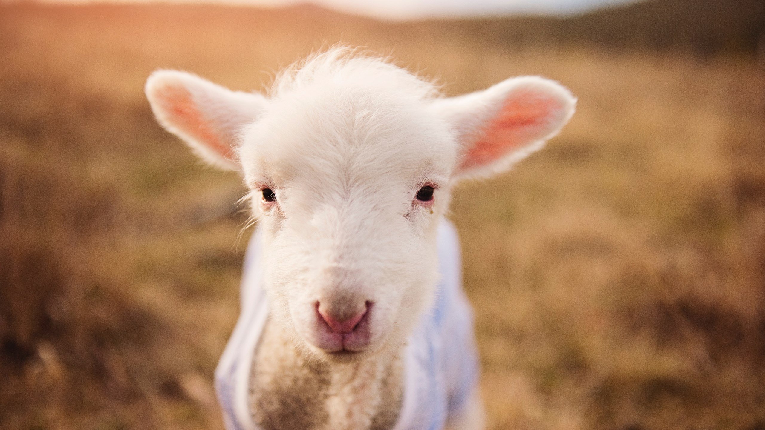 跨洋对决！哈利伯顿冠军级表现降维打击，奇才风暴冲垮广厦堡垒