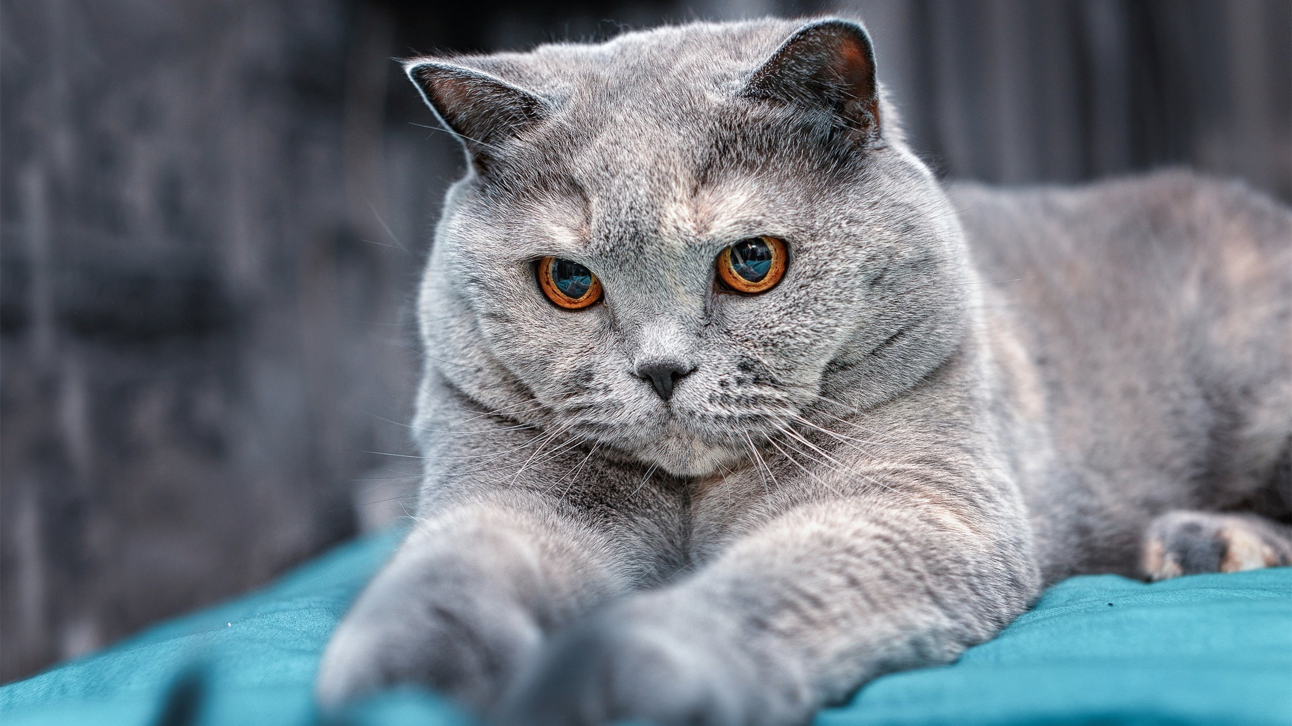 德意志战车浴血拼杀,托马斯·穆勒的绿茵点睛之笔