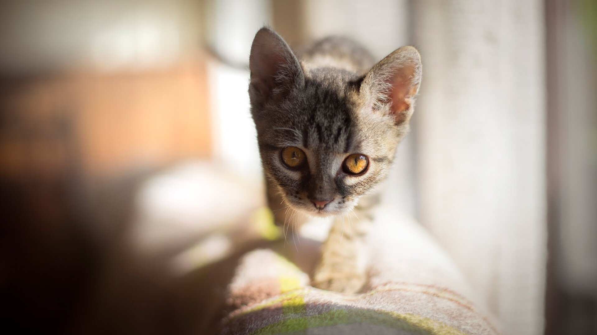 奥运周期关键战之夜,哈登的篮球双重升维