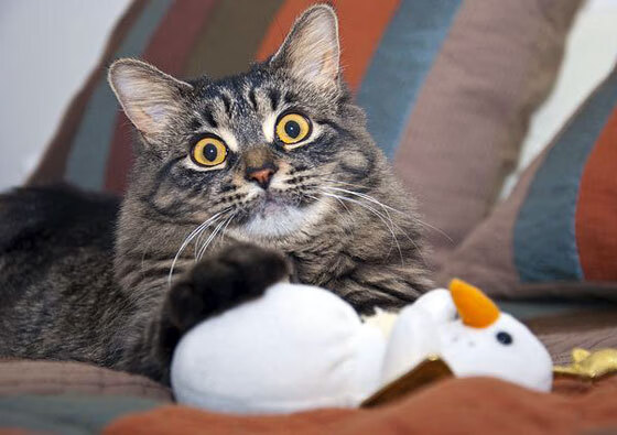 控球为王,奥地利如何用巴雷拉法则碾压卡塔尔,抢占世界杯关键积分战制高点